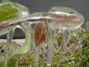 Plants wrapped in 6 mm (0.2 in) of ice. Severe ice storms, which may occur in the spring, can kill plant life.