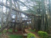 English: A Big Banyan Tree at Bangalore മലയാളം: ബാംഗ്ലൂരിലുള്ള വലിയ ആൽമരം(ദൊണ്ഡ ആൽമര)