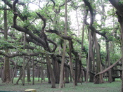 The really cool part of the Botanical Gardens is the great banyan tree. The signboard says the tree is in the Guinness Book of World Records for the widest canopy at 1.5 hectares and with about 2880 prop-roots.