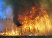 English: Northwest Crown Fire Experiment, Northwest Territories, Canada Français : Feu de forêt expérimental
