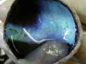 Choroid dissected from a calf's eye, showing black RPE and iridescent blue tapetum lucidum