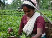 Nederlands: Een vrouw aan het werk op een thee plantage