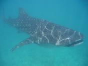 A whale shark in the Maldives, one of many animals that inhabit the reefs that make up the whole country