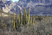 English: Pitaya at San Carlos, Sonora, Mexico. Français : Des cactus cierges à San Carlos, dans le Sonora, au Mexique.
