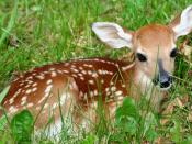 English: A Baby Fawn Whitetail Deer laying in the grass on a spring morning. This picture was taken remarkably close as the deer simply watched as I took it's picture.
