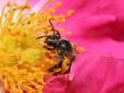 Insects collecting nectar unintentionally transfer pollen to other flowers, causing pollination