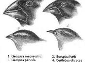 Darwin's finches or Galapagos finches. Darwin, 1845. Journal of researches into the natural history and geology of the countries visited during the voyage of H.M.S. Beagle round the world, under the Command of Capt. Fitz Roy, R.N. 2d edition. 1. (category