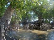 English: Mangroves, Papua New Guinea