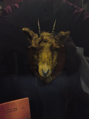 English: The preserved head of Billy the Goat, the mascot of Manchester United Football Club from 1905 to 1909, when he died from alcohol poisoning following the club's victory in the 1909 FA Cup Final