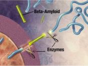 English: Enzymes act on the APP (Amyloid precursor protein) and cut it into fragments of protein, one of which is called beta-amyloid and its crucial in the formation of senile plaques in Alzheimer Enzymes act on the APP (Amyloid precursor protein) and cu