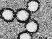English: Electron microscopy of West Nile virus, taken from lab, rights retained to displayed author.
