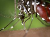 English: The proboscis of an Aedes albopictus mosquito feeding on human blood. Under experimental conditions the Aedes albopictus mosquito, also known as the Asian Tiger Mosquito, has been found to be a vector of West Nile Virus. Aedes is a genus of the C