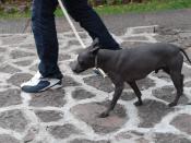 English: Xoloitzcuintle dog being walked at the Dolores Olmedo Museum in Mexico City