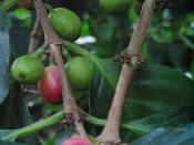 Coffee cherries on coffee plant (Coffea arabica)