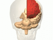 A rotating animation of the human brain showing the left frontal lobe in red within a semitransparent skull. The anterior cingulate cortex (ACC) is sometimes also included in the frontal lobe. Other authors include the ACC as a part of limbic lobe.