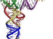 English: Three dimensional image of a tRNA. Coloring: CCA tail in orange Acceptor stem in purple D arm in red Anticodon arm in blue with Anticodon in black. T arm in green. Español: Estructura del ARN de transferencia Deutsch: Farbgebung: orange: CCA Ende