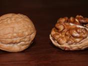 Two Juglans regia walnuts.