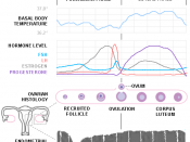English: Diagram of the menstrual cycle (based on several different sources)