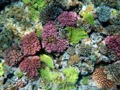 corals. The picture was taken in Papua New Guinea