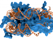 English: Molecular surface of histones is shown in blue and the DNA in orange. Created from PDB 1EQZ
