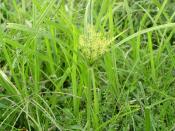 English: Yellow nutsedge, common North American lawn weed