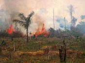 Burning rainforest in Brazil