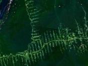 Deforestation in Amazonia, seen from satellite. The roads in the forest follow a typical 