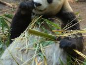 English: Bai Yun, a female Giant Panda at San Diego Zoo, California