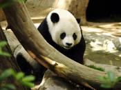 Panda Gao Gao in San Diego Zoo, USA