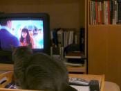 Bartleby watches Ugly Betty