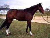 White markings or other genetic factors may partially or completely mask point coloration in horses.