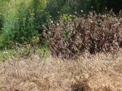 Weeds sprayed by a herbicide. Taken in Victoria, Australia in March 2008