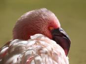 Close-up of a Lesser Flamingo (Phoenicopterus minor) at the San Diego Zoo in San Diego, California.