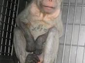 English: Description: Monkey filmed secretly by PETA in Covance lab. PETA's investigator was hired by Covance as a technician and worked inside the company's primate testing lab in Vienna, Virginia, from April 26, 2004, to March 11, 2005. The investigator
