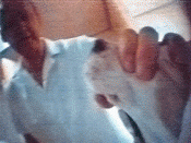 Footage filmed by PeTA inside Huntingdon Life Sciences showed staff mistreating beagles.