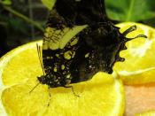 20120630 silver-studded leafwing (1)