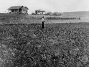 El Segundo Farmland circa 1911