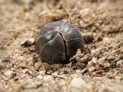 Armadillidium vulgare in the rolled-up defensive posture characteristic of pill bugs