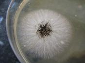 Fungus on a SAB petri dish