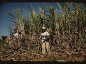 Sugar cane worker in the rich field, vicinity of Guanica, Puerto Rico  (LOC)