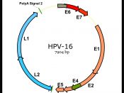 English: Genomic structure of Human papillomavirus HPV Español: Estructura genómica del virus del papiloma humano VPH