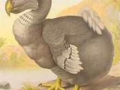 Dodo, based on Roelant Savery's 1626 painting of a stuffed specimen– note the two same-side feet.