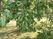 Drought Oak
