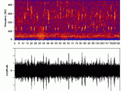 Sound Spectrum of a Humpback Whale (Megaptera novaeangliae). Original description: 