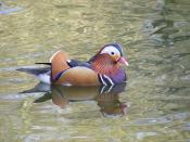 Mandarin duck (male)