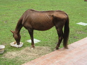 I found this horse at the CES Veterinary Clinic in Envigado Colombia.
