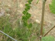 English: Vitis vinifera inflorescence