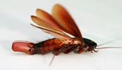 English: A cockroach (Periplaneta fuliginosa) in Sydney laying an egg capsule.