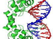 By Richard Wheeler (Zephyris) 2007. Lambda repressor protein bound to a lambda operator DNA sequence. From .