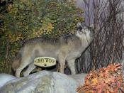 Gray Wolf (Canis lupus) - display
